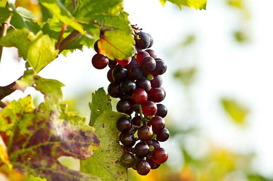 正版授权软件的DDOS攻击教程